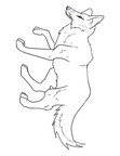 Coyote Coloring Book Page