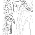 Crocodile_Coloring_Pages_017.jpg