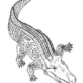 Crocodile_Coloring_Pages_031.jpg