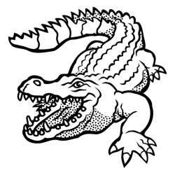Crocodile