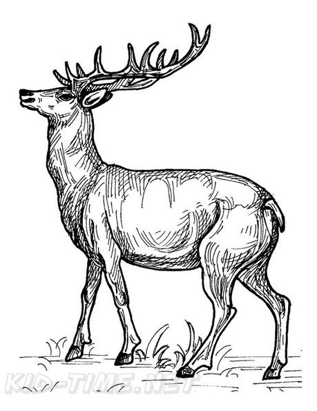 Deer_Coloring_Pages_001.jpg