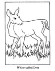 Deer Coloring Pages 002