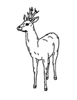 Deer Coloring Pages 003
