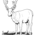 Deer Coloring Pages 019