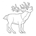Deer Coloring Pages 020