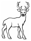 Deer Coloring Pages 021
