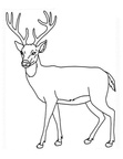 Deer Coloring Pages 030