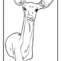 Deer Coloring Pages 037