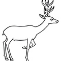 Deer Coloring Pages 038