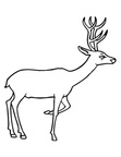 Deer Coloring Pages 038