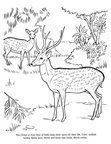 Deer Coloring Pages 040