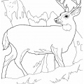 Deer Coloring Pages 041