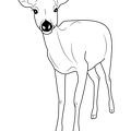 Deer Coloring Pages 050
