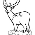 Deer Coloring Pages 051