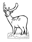 Deer Coloring Pages 051