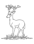 Deer Coloring Pages 052