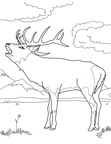 Deer Coloring Pages 054