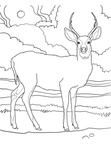 Deer Coloring Pages 055