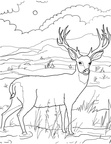 Deer Coloring Pages 060