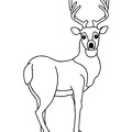Deer Coloring Pages 065