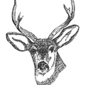 Deer Coloring Pages 066