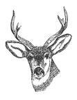 Deer Coloring Pages 066