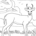 Deer_Coloring_Pages_071.jpg