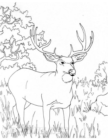 Deer_Coloring_Pages_076.jpg