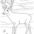 Deer Coloring Pages 079