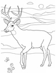 Deer Coloring Pages 079