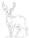 Deer Coloring Pages 080