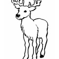 Deer Coloring Pages 086