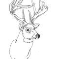 Deer_Coloring_Pages_088.jpg