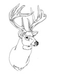 Deer Coloring Pages 088