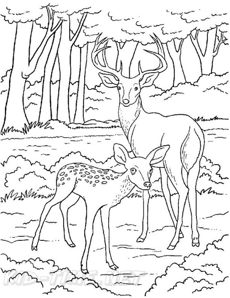 Deer_Family_Coloring_Pages_003.jpg