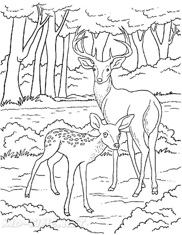 Coloring Pages Of Realistic Deer : Deer Coloring Pages From Amelia Free