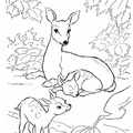 Deer_Family_Coloring_Pages_007.jpg