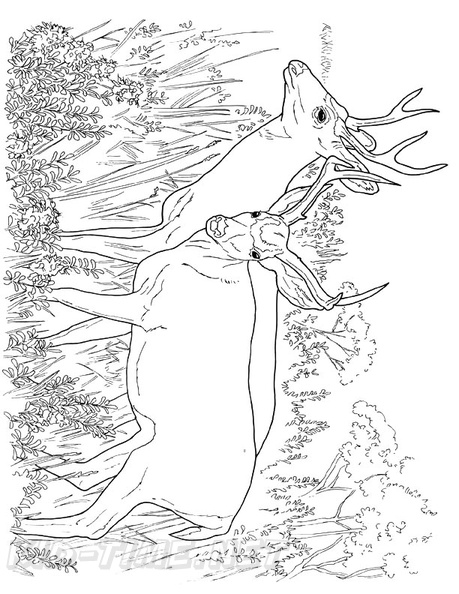Deer_Family_Coloring_Pages_011.jpg