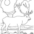 Elk Coloring Book Page