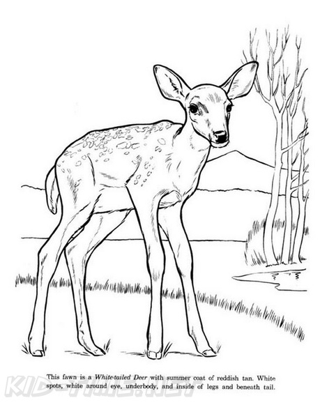 Fawn_Coloring_Pages_009.jpg