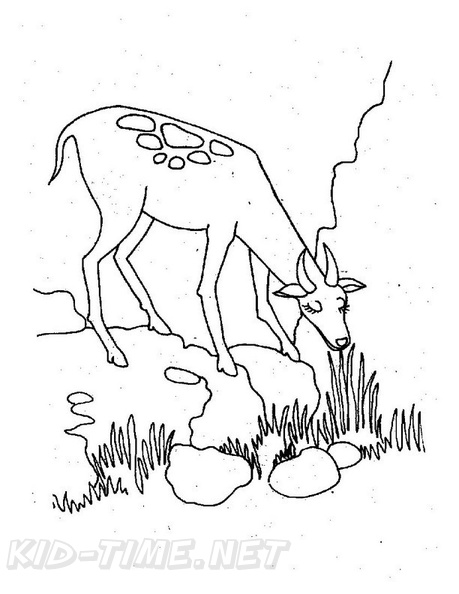 Fawn_Coloring_Pages_012.jpg