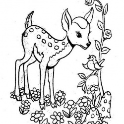 Fawn