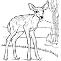 Fawn_Coloring_Pages_028.jpg