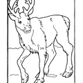 Reindeer_Caribou_Coloring_Pages_003.jpg