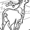 Reindeer_Caribou_Coloring_Pages_009.jpg