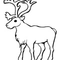 Reindeer_Caribou_Coloring_Pages_013.jpg