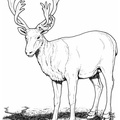 Reindeer / Caribou Coloring Book Page