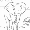 Realistic_Elephant_Coloring_Pages_002.jpg