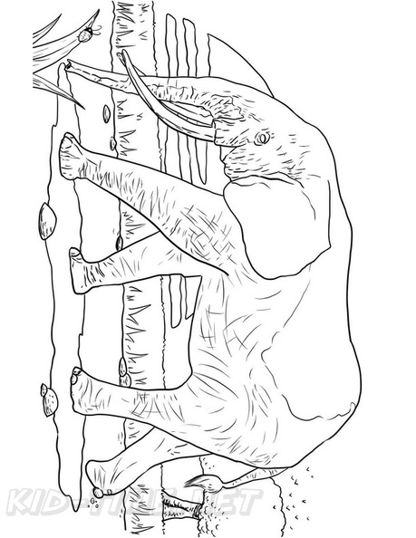 Realistic Elephant Coloring Book Page