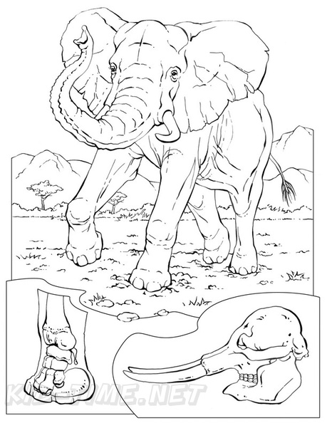Realistic_Elephant_Coloring_Pages_012.jpg